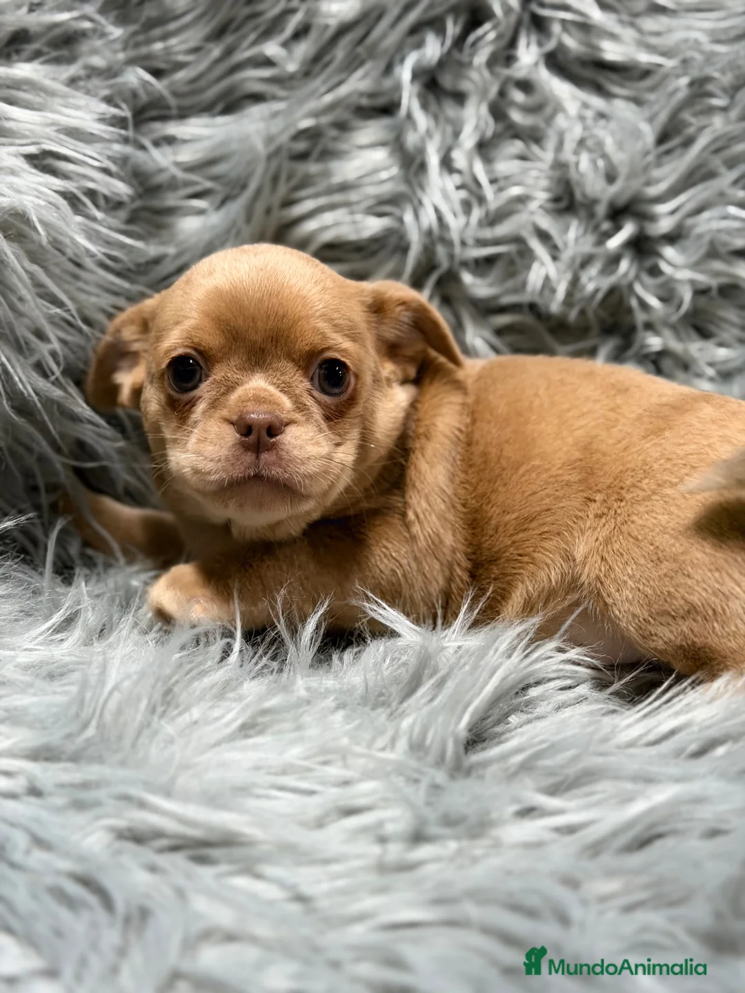 Chihuahua perros en venta: Chihuahua Isabella  - Anuncio 1