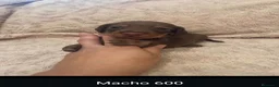 Teckel perros en venta: Teckel de máxima calidad  - Anuncio 5