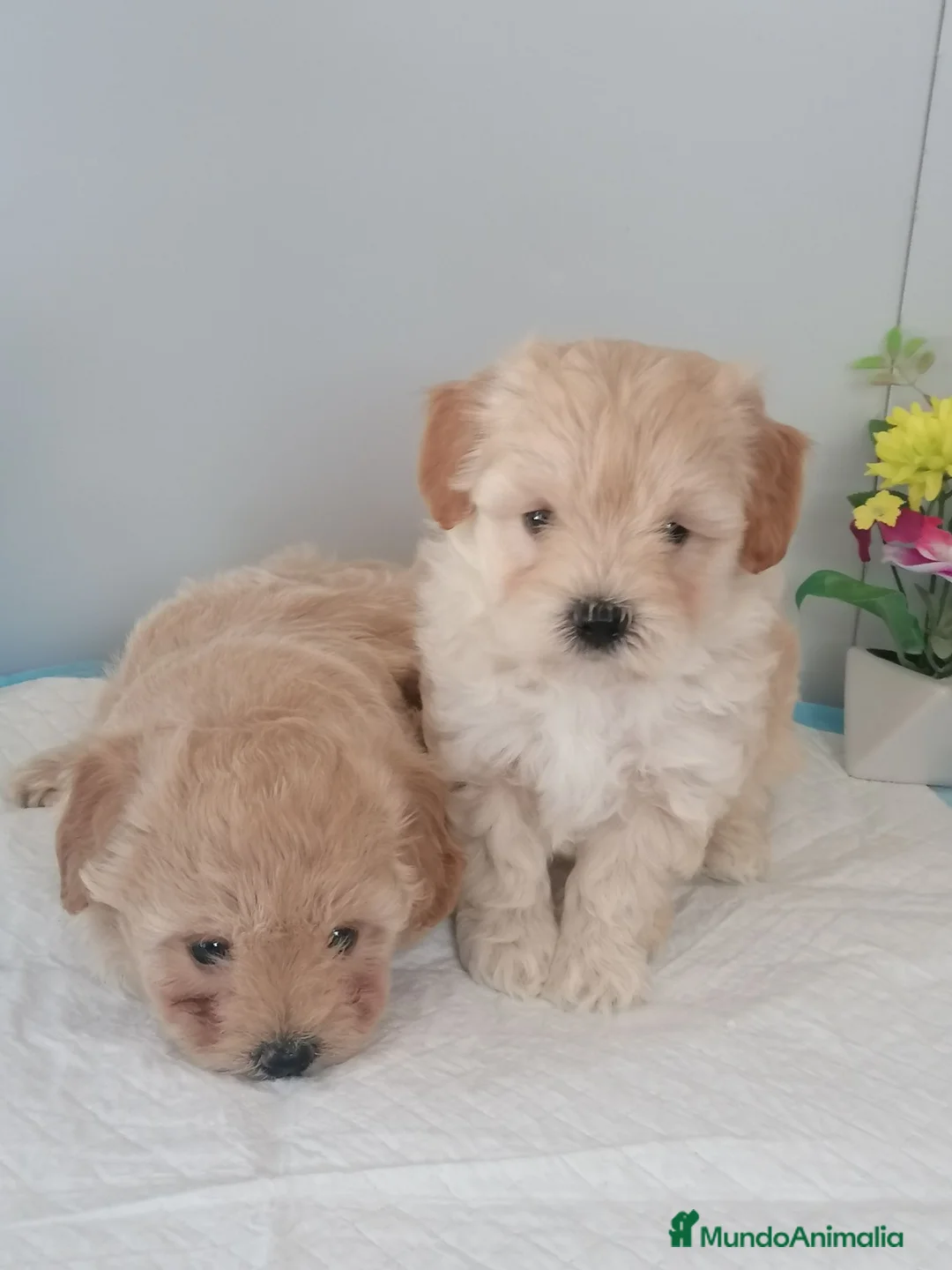 Maltipoo perros en venta: Preciosa camada de maltipoo  - Anuncio 2