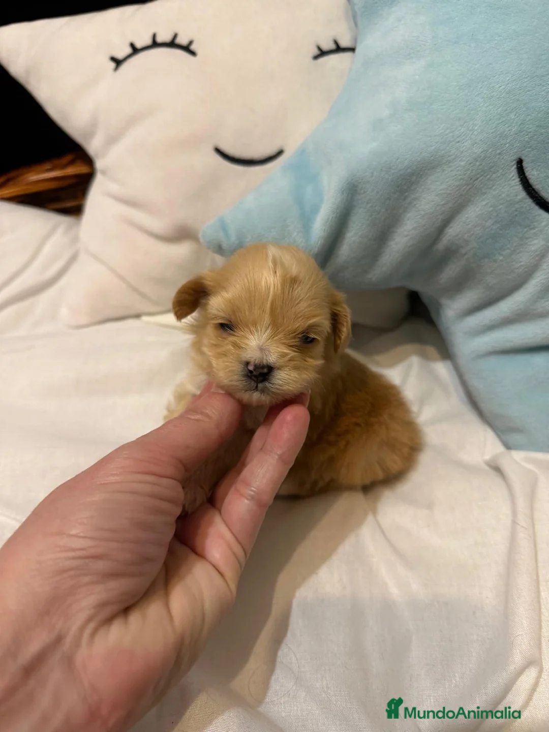 Maltipoo perros en venta: Maltipoo Toy hembra y macho !! - Anuncio 1