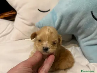 Maltipoo perros Maltipoo Toy hembra y macho !! - Anuncio 6