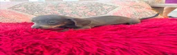 Teckel Miniatura perros en venta: Teckel kaninchen  - Anuncio 5
