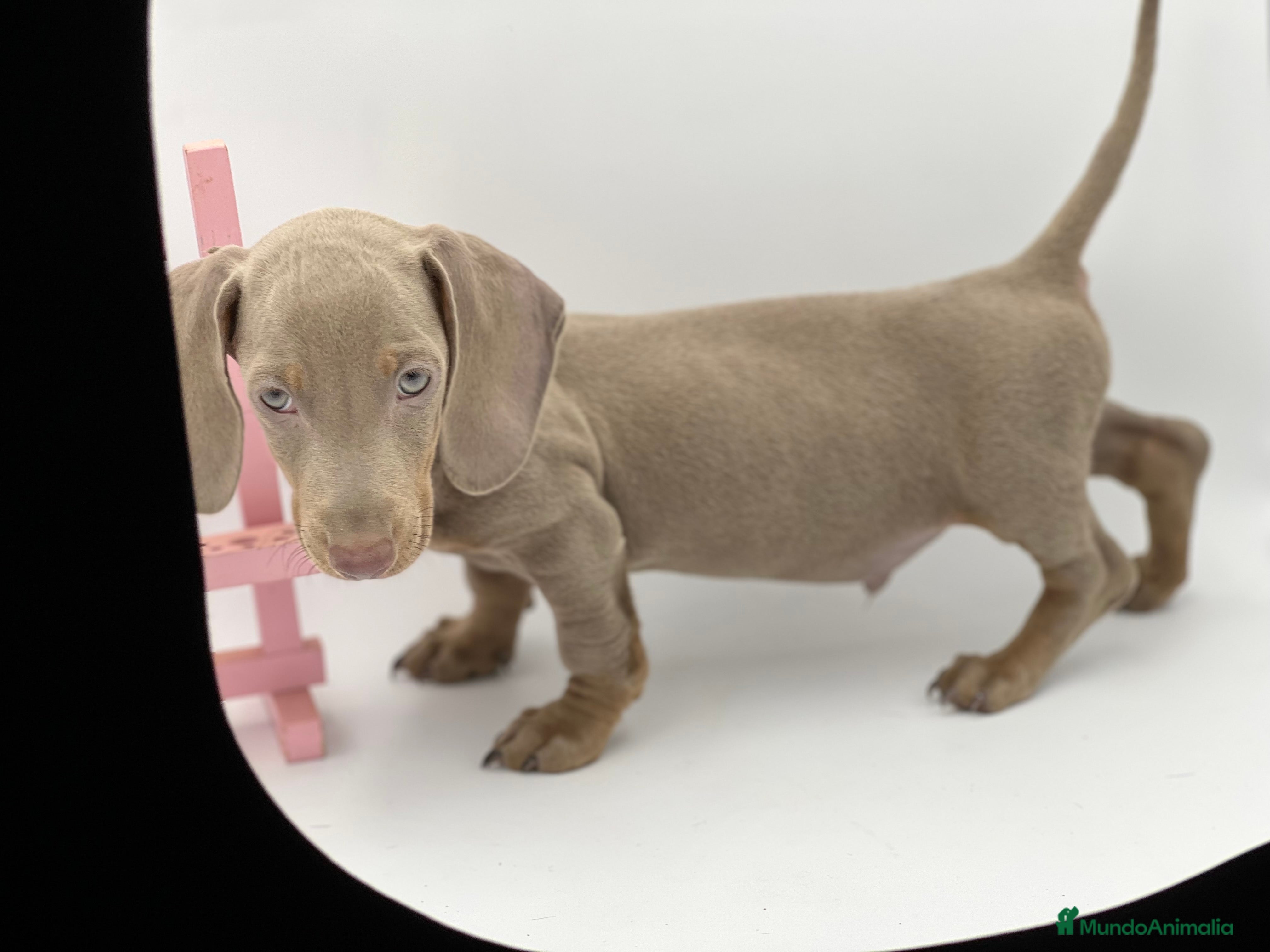 Teckel Miniatura perros Teckel puppy  en Ciudad Real - Anuncio 2