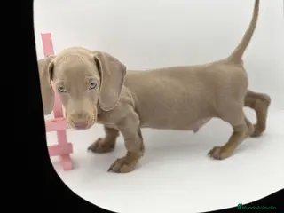 Teckel Miniatura perros Teckel puppy - Anuncio 23