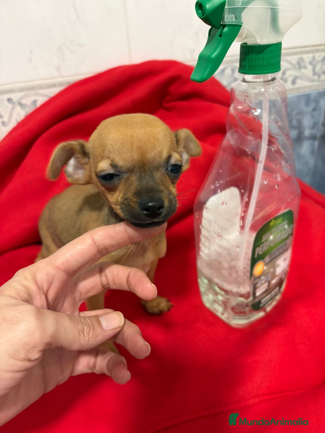 Chihuahua perros en venta: Chihuahua toy cabeza manzana  - Anuncio 6