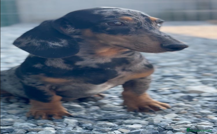 Teckel Miniatura perros - Anuncio 2