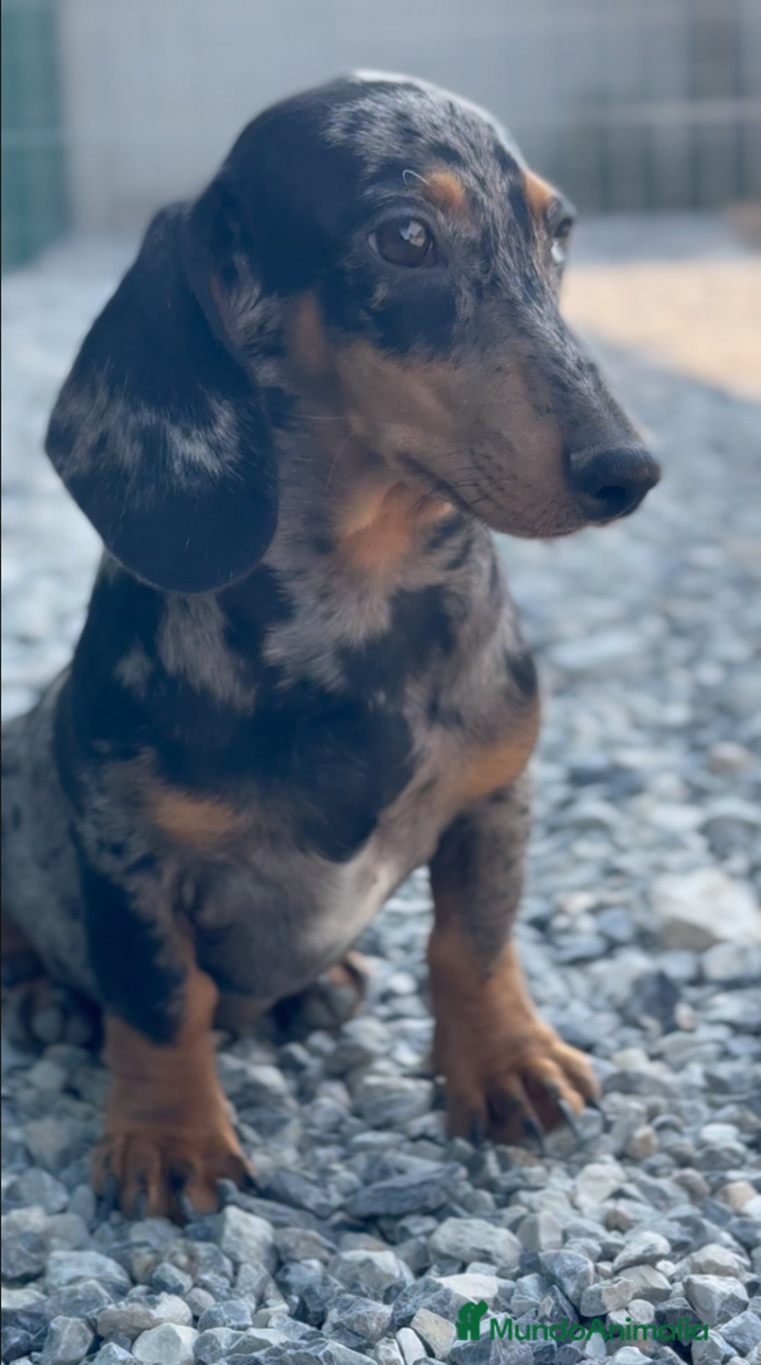 Teckel Miniatura perros en venta: UN SEÑOR TECKEL MINIATURA, DON GREGORIO  - Imagen 1