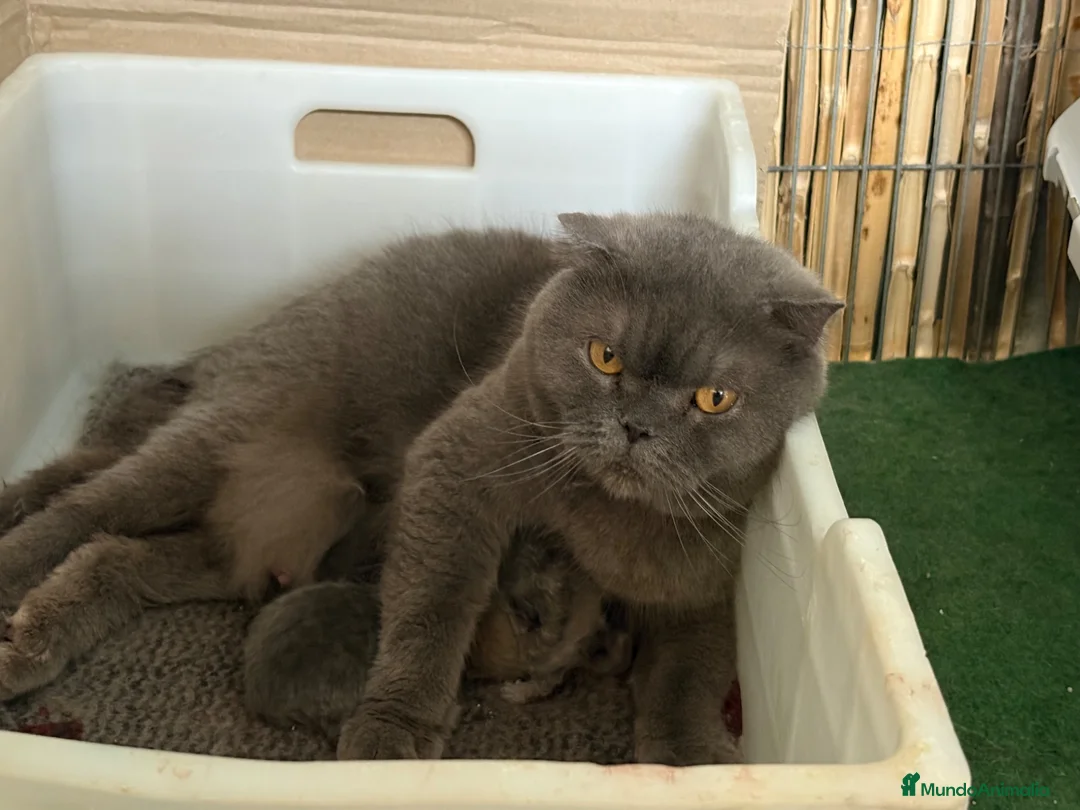 Británico de Pelo Corto gatos en venta: British Shorthair Azul y Lilac  - Anuncio 1