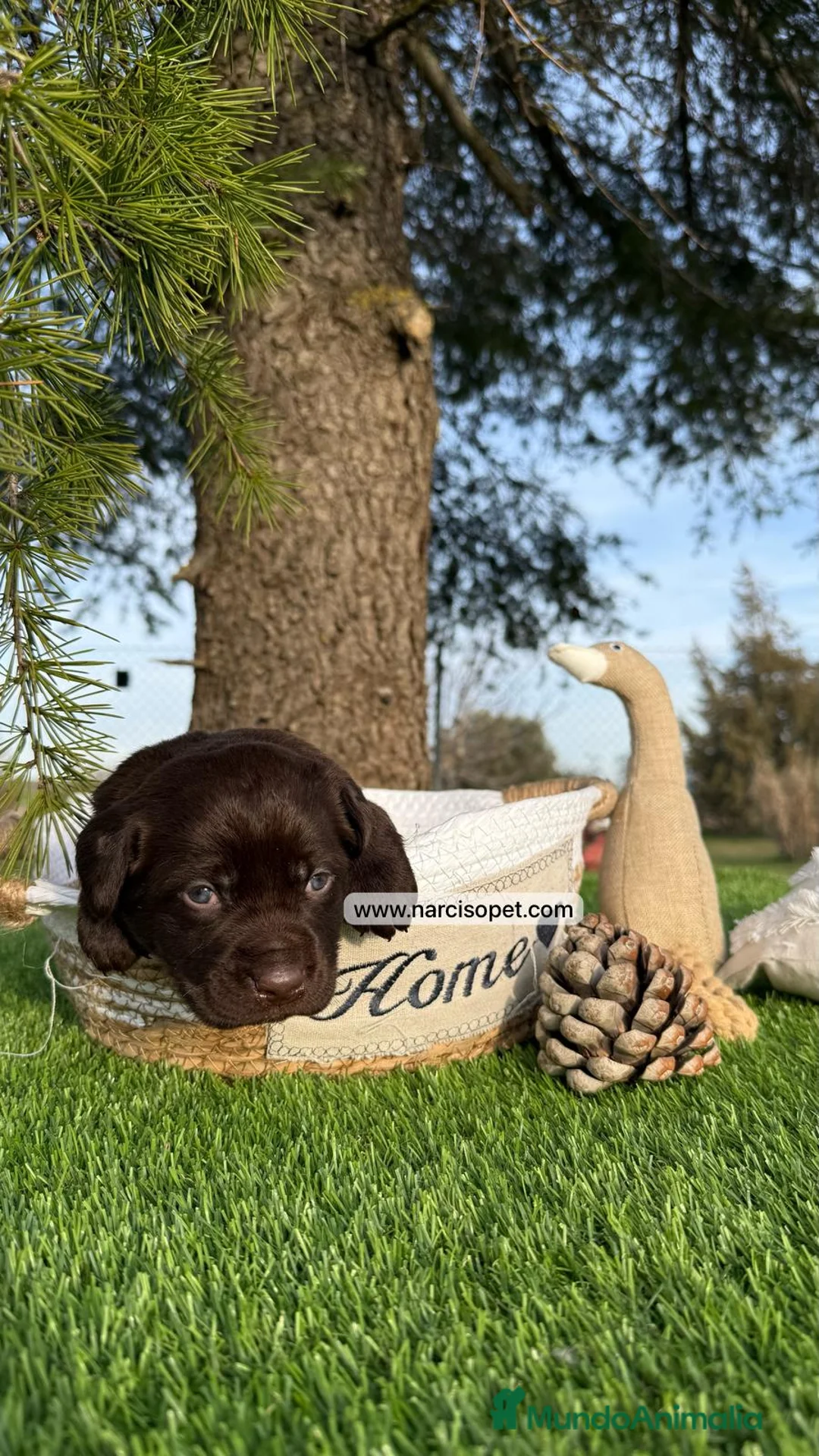 Labrador Retriever perros en venta: CACHORROS LABRADORES DISPONIBLES en Asturias - Anuncio 3