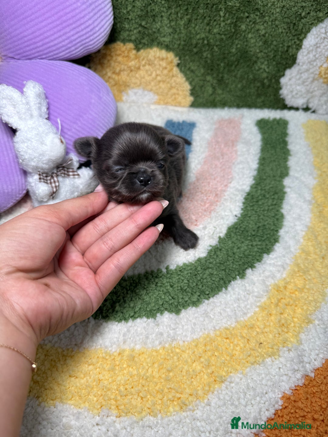 Chihuahua perros en venta: Chihuahua Pelo Largo Lilac Exótico  - Imagen 3