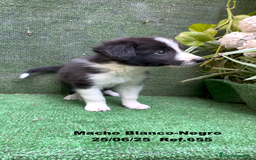 Border Collie perros en venta: BORDER COLLIE DE VILLA BIZNAGA - Imagen 9