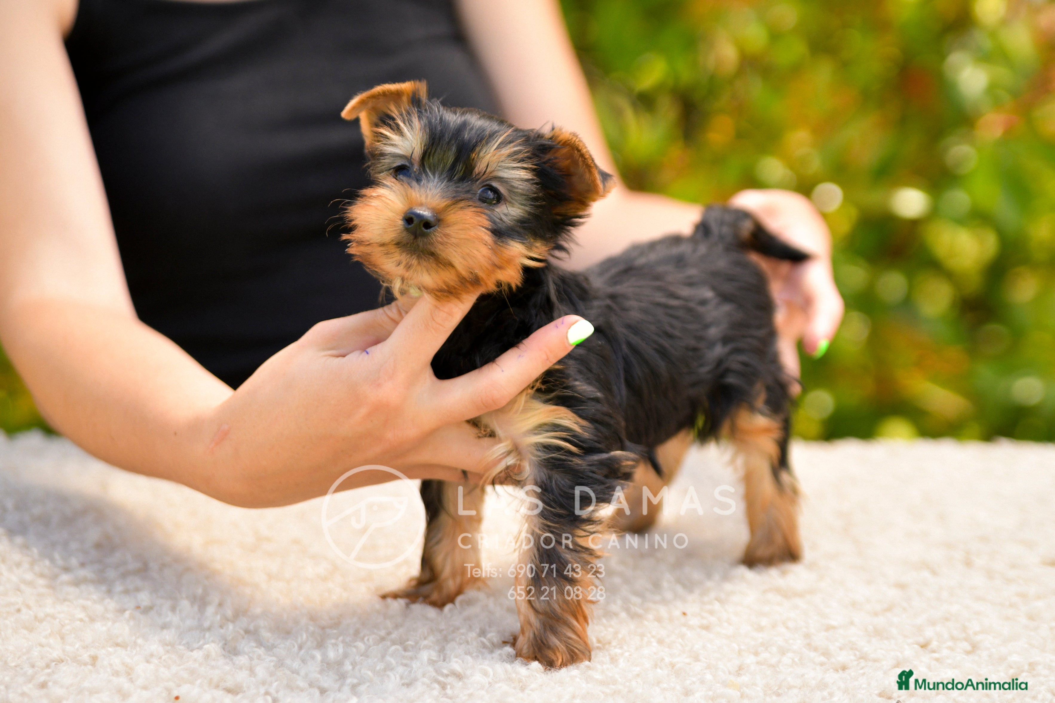 Yorkshire Terrier perros Yorkshire terrier próxima camada - Anuncio 2