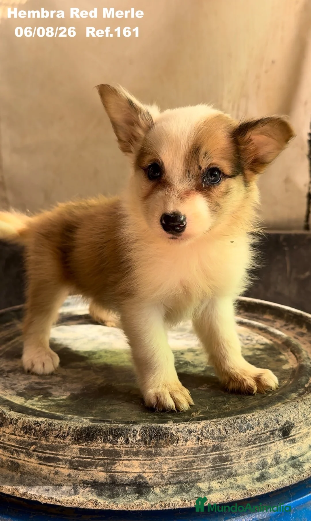 Border Collie perros en venta: BORDER COLLIE DE VILLA BIZNAGA - Anuncio 1