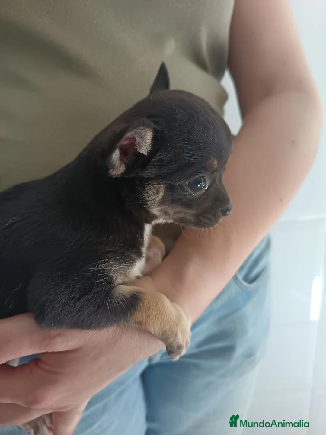 Chihuahua perros en venta: Chihuahuas macho y hembra  - Anuncio 2