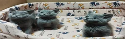 Británico de Pelo Corto Azul gatos en venta: British Shorthair azules - Anuncio 9