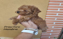 Caniche Toy perros en venta: Cachorritos caniche Rojo ❤️ TOY - Imagen 11