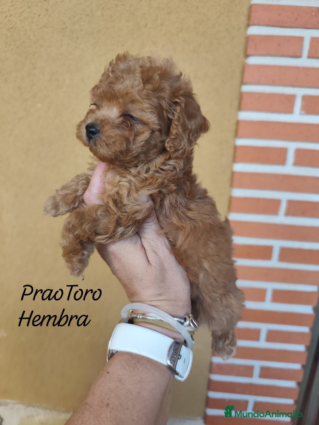 Caniche Toy perros en venta: Cachorritos caniche Rojo ❤️ TOY - Imagen 11
