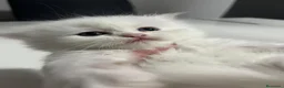 Persa gatos en venta: Gatos persas  - Anuncio 7