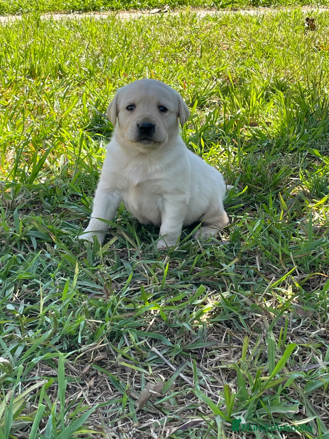 Labrador Retriever perros en venta: Labradores  - Anuncio 2
