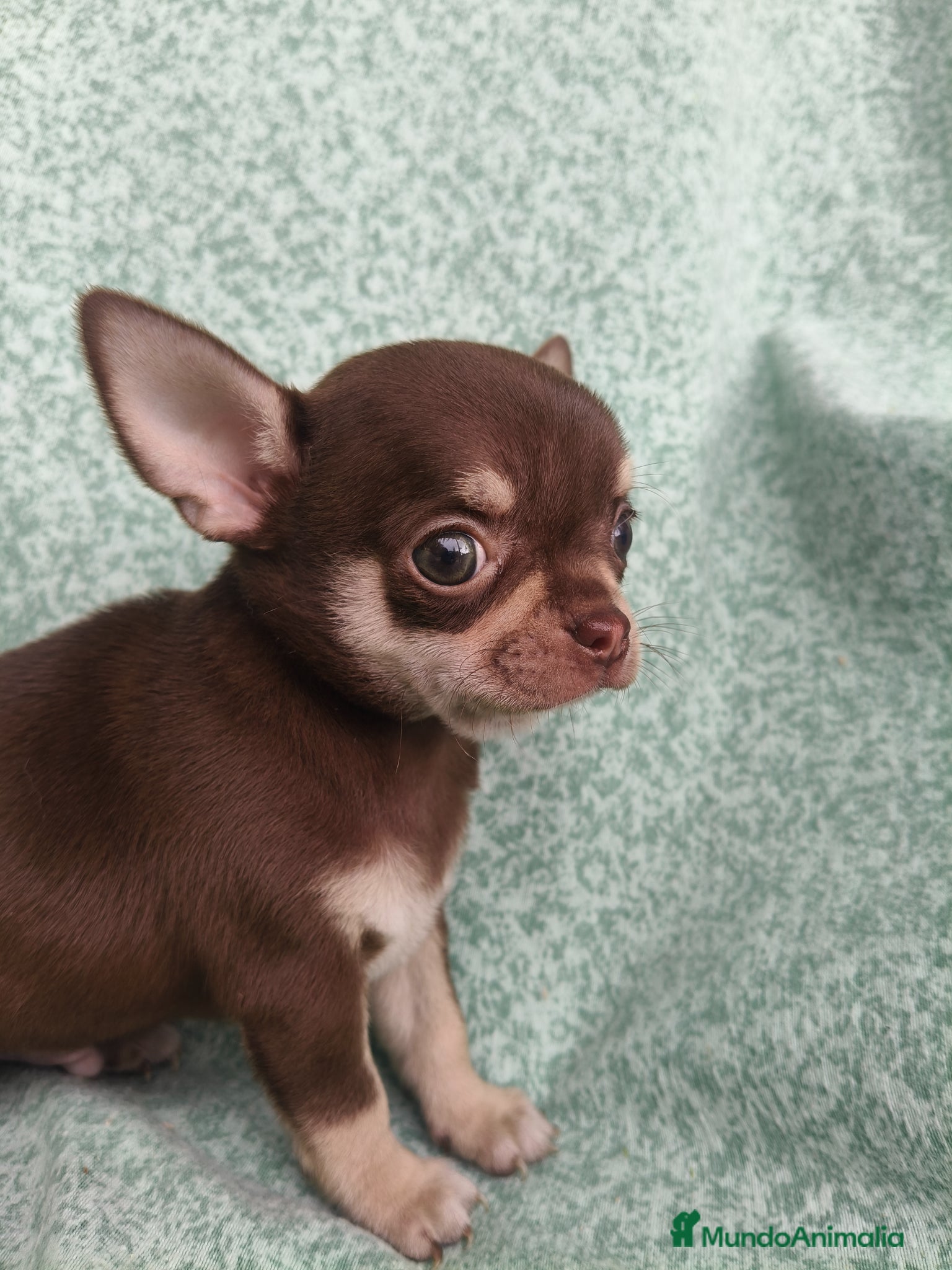 Chihuahua perros Chihuahua Toy - Anuncio 1