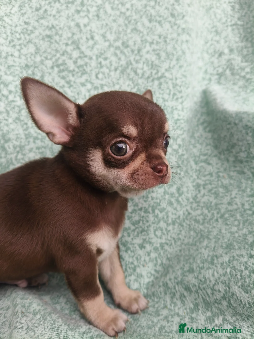 Chihuahua perros en venta: Chihuahua Toy - Anuncio 1