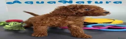 Caniche Toy perros en venta: Caniche Macho 1915 AQUANATURA - Anuncio 4