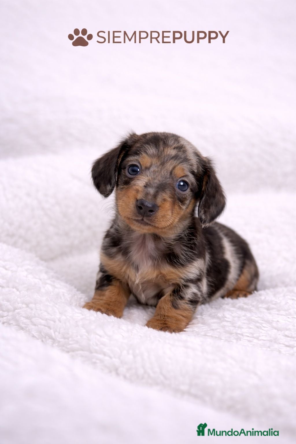 Teckel Miniatura perros TECKEL KANINCHEN ARLEQUÍN - Anuncio 2