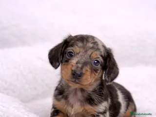 Teckel Miniatura perros TECKEL KANINCHEN ARLEQUÍN - Anuncio 2