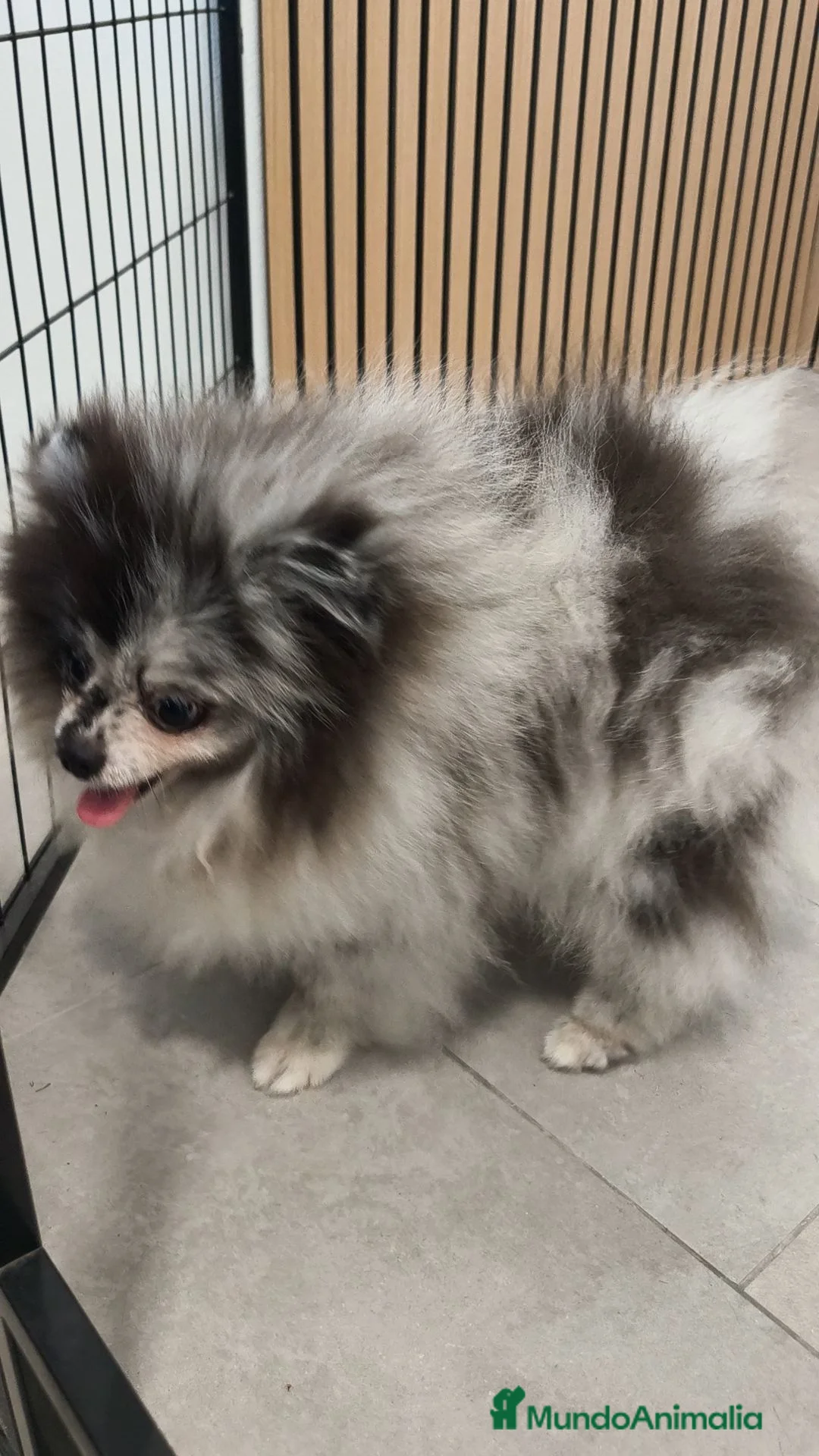 Pomerania perros en venta: POMERANIA Merle ♂️ de máxima calidad  - Anuncio 2