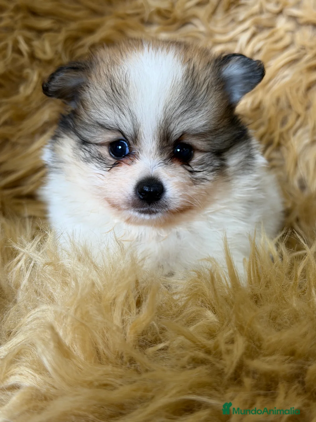 Pomerania perros en venta: Pomerania partycolor  - Anuncio 1