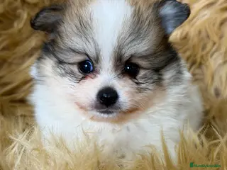 Pomerania perros Pomerania partycolor - Anuncio 1