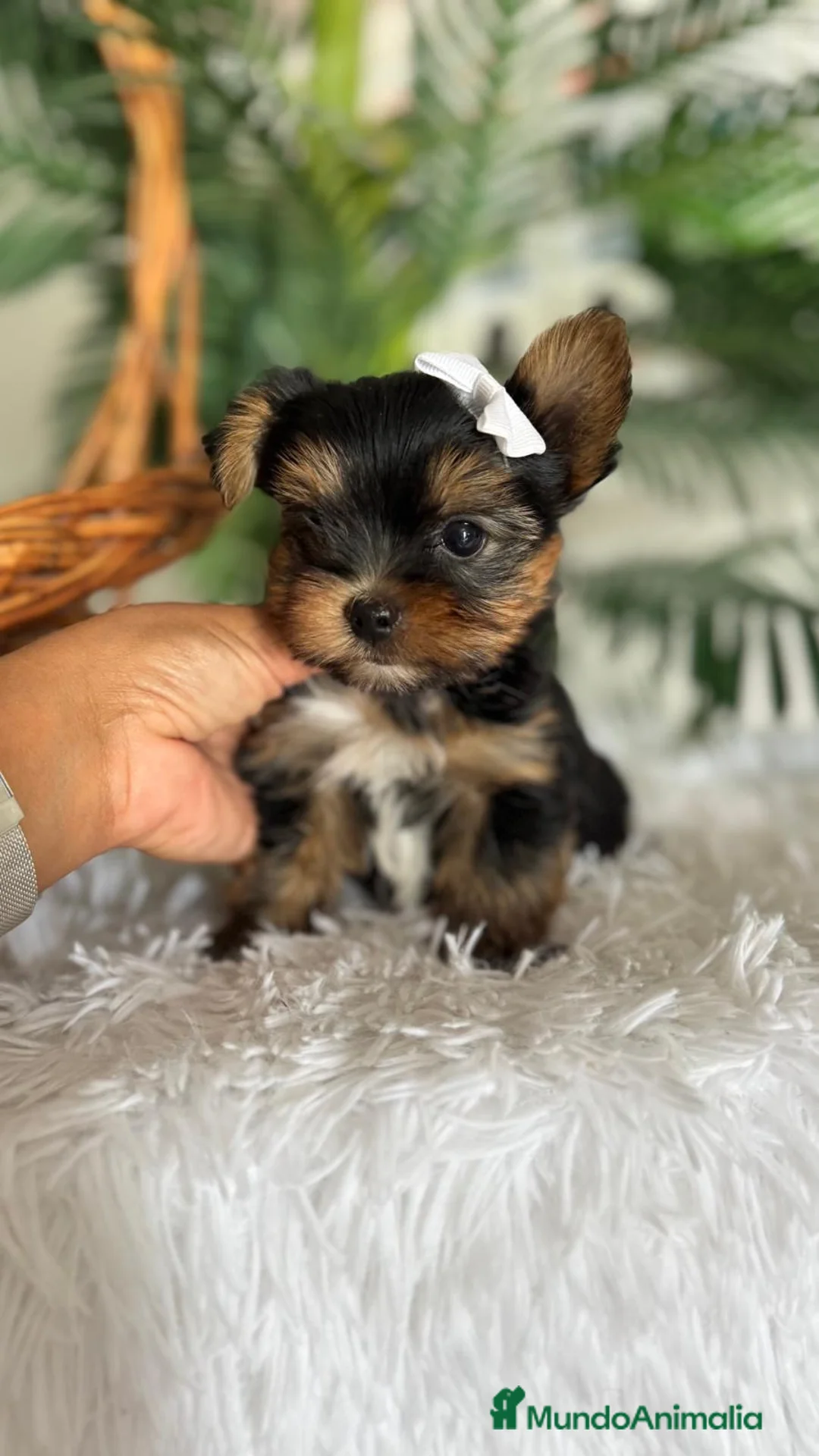 Yorkshire Terrier perros en venta: YORKSHIRE TERRIER - Anuncio 21