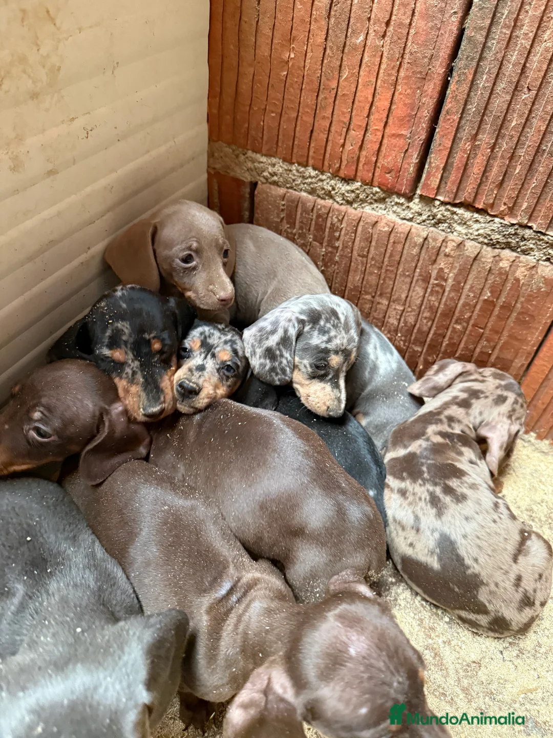 Teckel Miniatura perros en venta: CAMADA TECKEL MINIATURA  - Anuncio 3