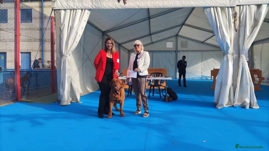 Imagen de galería {{count}}