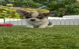Chihuahua perros en venta: CHIHUAHUA MACHO TRICOLOR - Imagen 6
