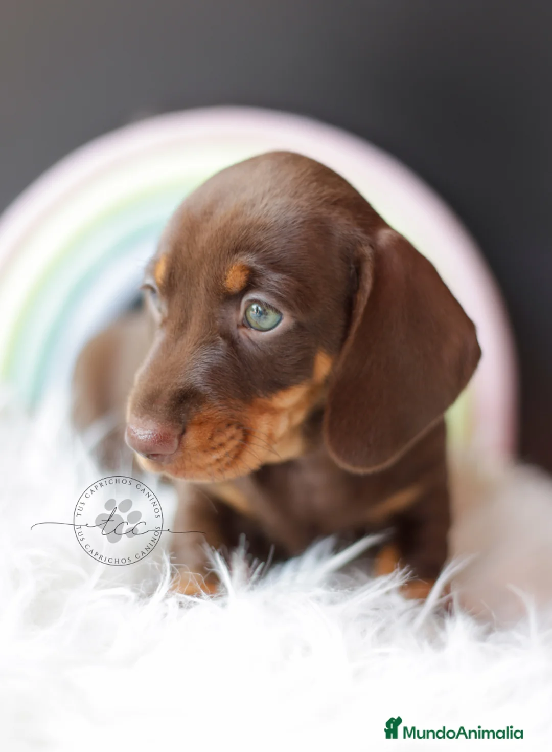 Teckel perros en venta: TECKEL CHOCOLATE Y FUEGO  - Anuncio 6
