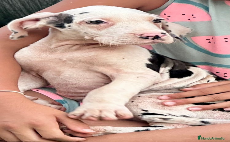 Dogo Alemán perros - Propaganda 3