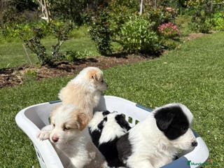 Border Collie perros Border collie listos para entregar - Anuncio 17