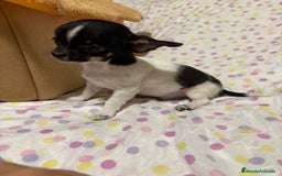 Chihuahua perros en venta: Chihuahua micro toy  - Imagen 4