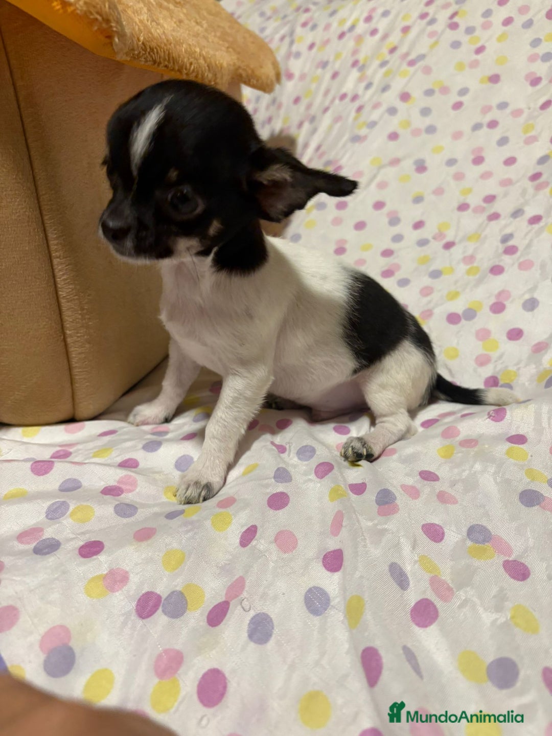 Chihuahua perros en venta: Chihuahua micro toy  - Imagen 4