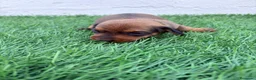 Teckel Miniatura perros en venta: Teckel Miniatura - Anuncio 10