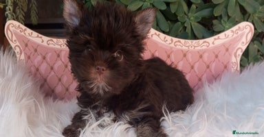 Yorkshire Terrier perros - Anuncio 8
