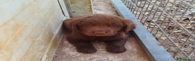 Labrador Retriever 2