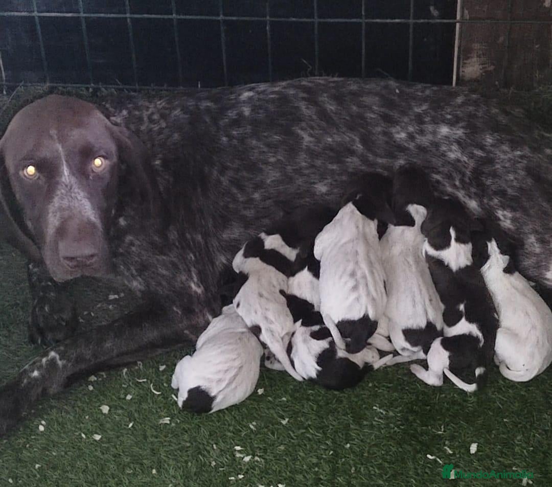 Braco Alemán de Pelo Corto perros Braco Alemán  - Anuncio 1