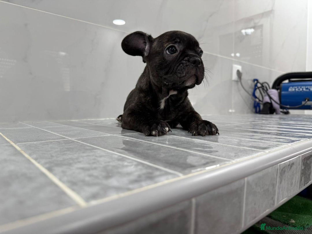 Bulldog Francés perros en venta: Bulldog macho cachorro disponible🐾🐶 - Imagen 1