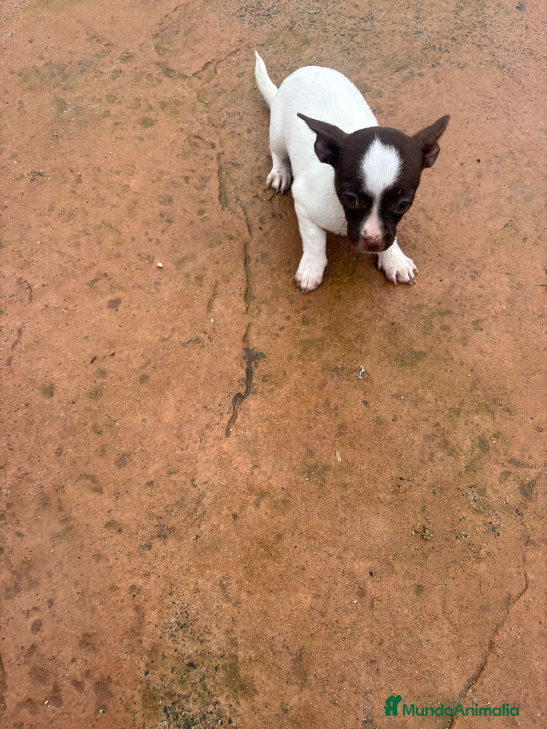 Chihuahua perros en venta: Chihuahua hembra  - Anuncio 3