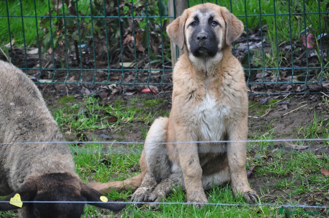 Mastín Español perros en venta: Cachorra de Mastin Español Ganadero - Anuncio 1