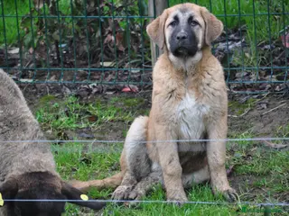 Mastín Español perros Cachorra de Mastin Español Ganadero - Anuncio 1