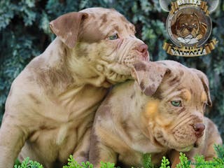 American Bully perros AMERICAN BULLY CRIADERO en Sevilla - Anuncio 21