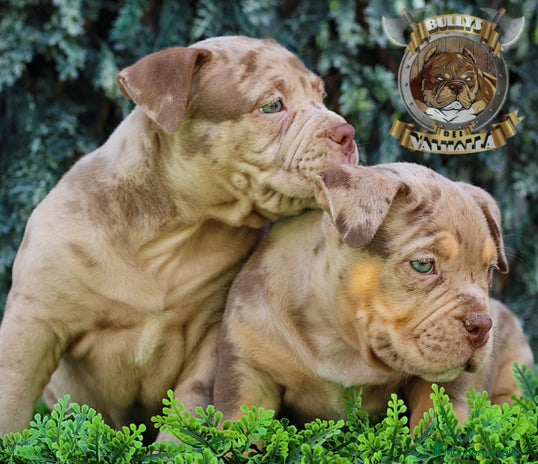 American Bully perros en Sevilla - Anuncio 2